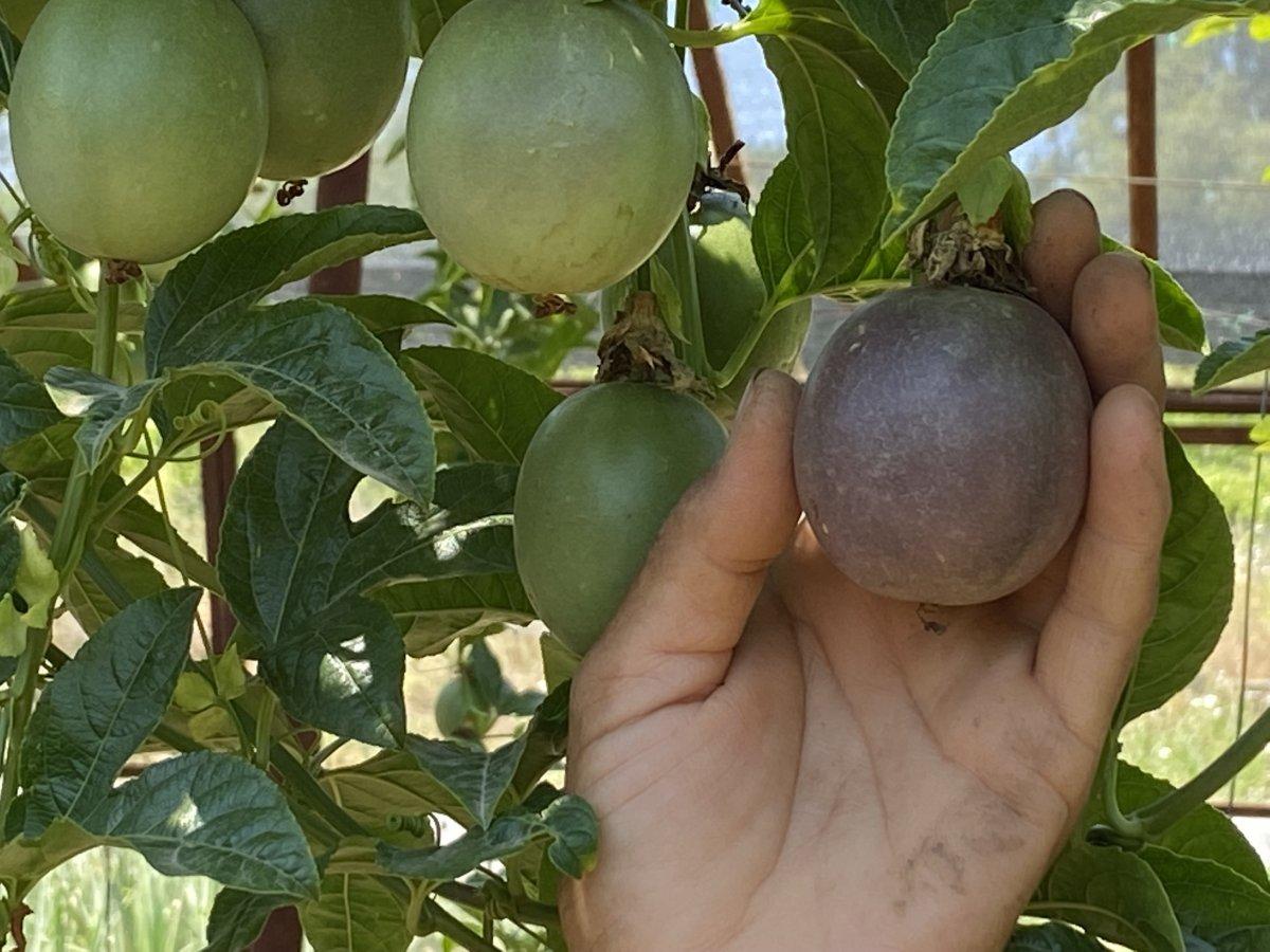 Passiflora talebine yetişilmiyor