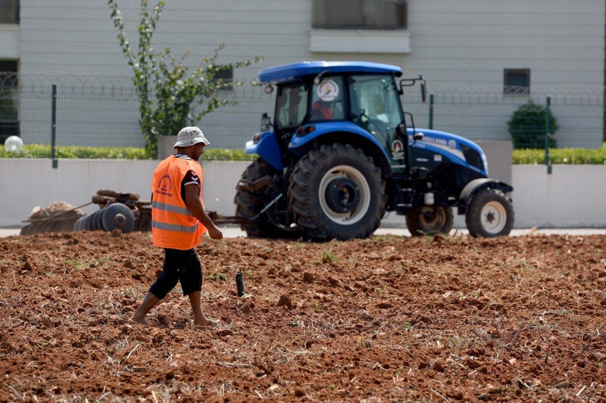 Antalya'da susam tarımı başladı