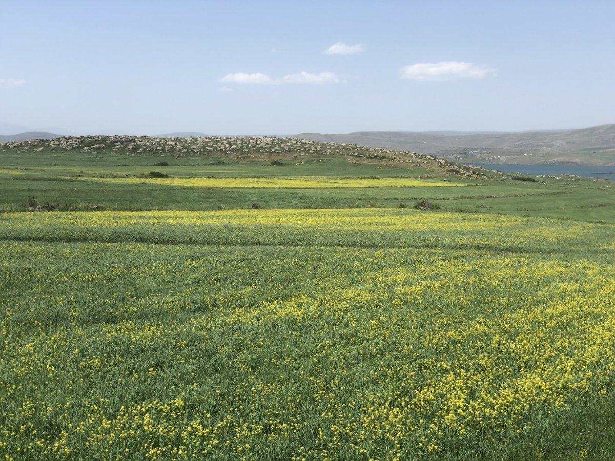Kars tarlalarını sarı çiçekler sardı