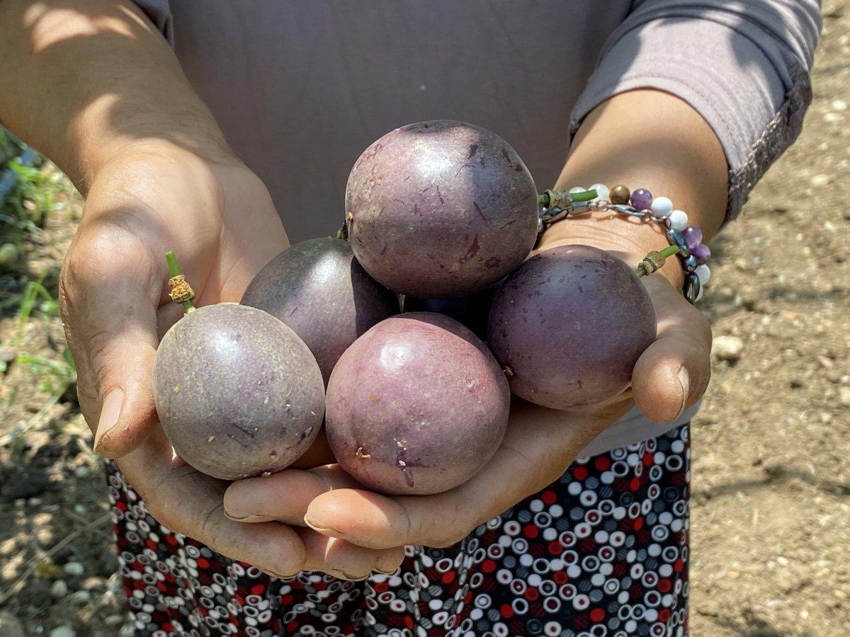 Passiflora talebine yetişilmiyor