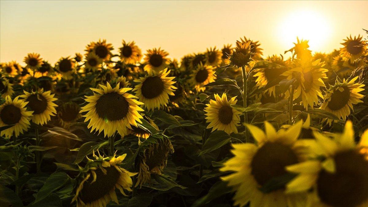Ayçiçeği ekim alanı artacak