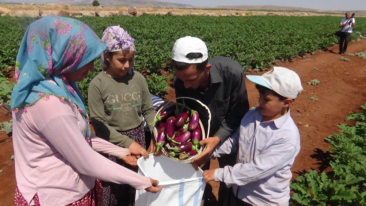 Patlıcan hasadı başladı