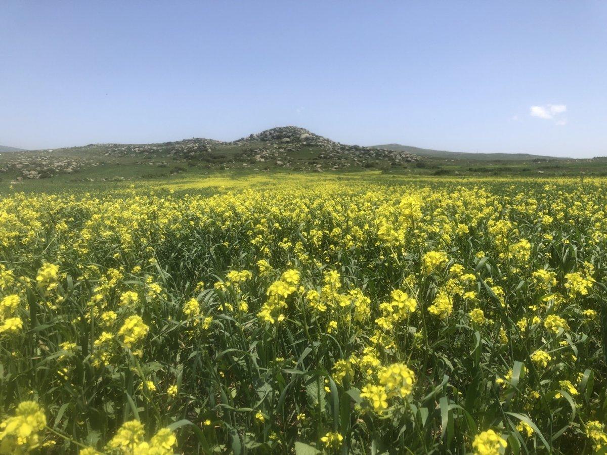 Kars tarlalarını sarı çiçekler sardı