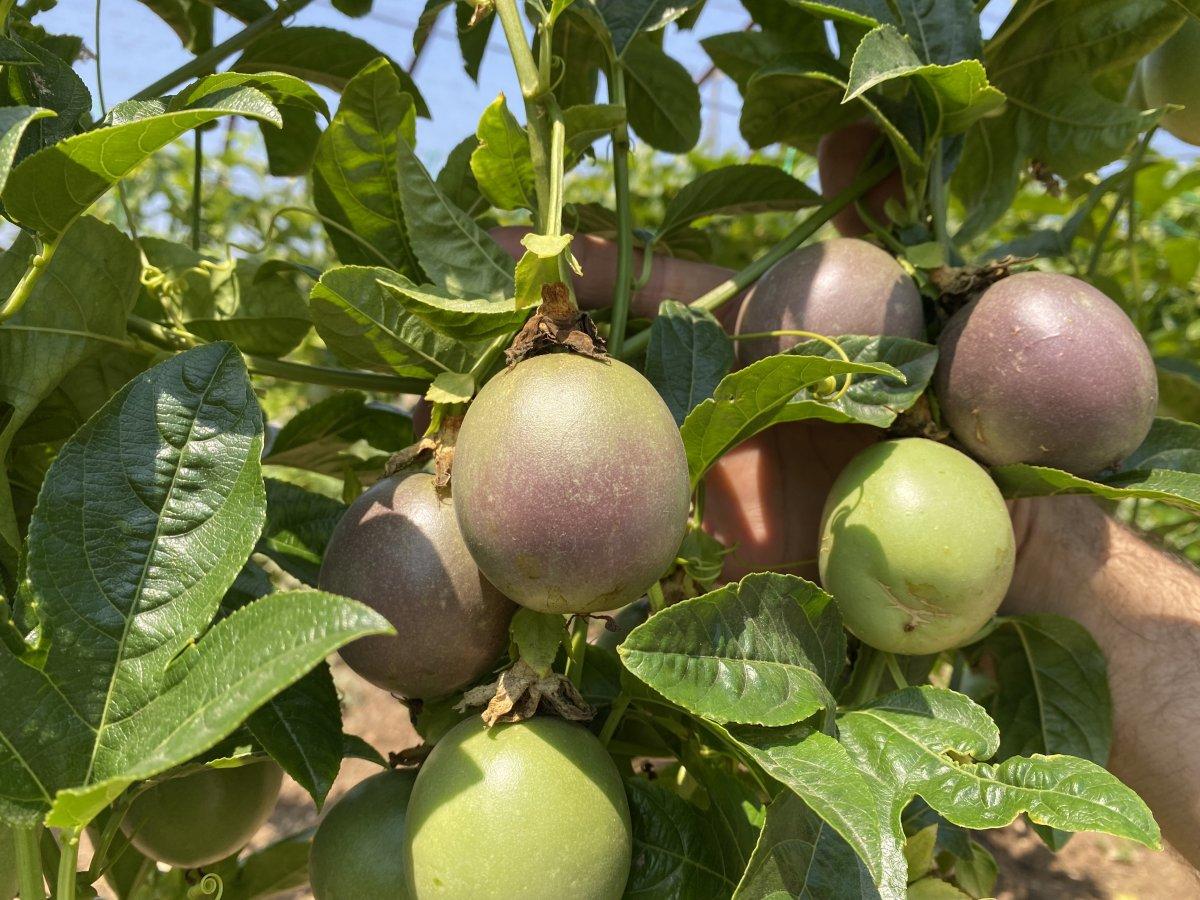 Passiflora talebine yetişilmiyor