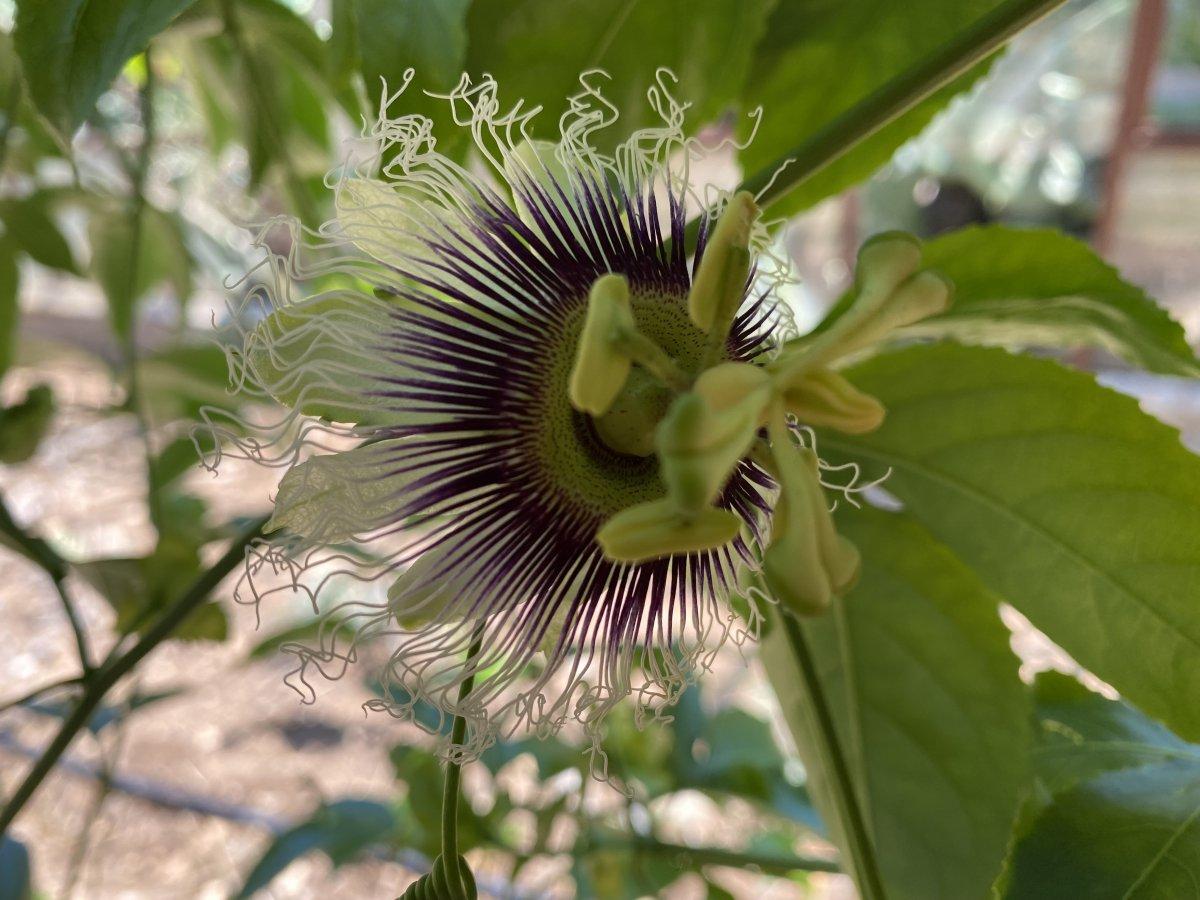 Passiflora talebine yetişilmiyor