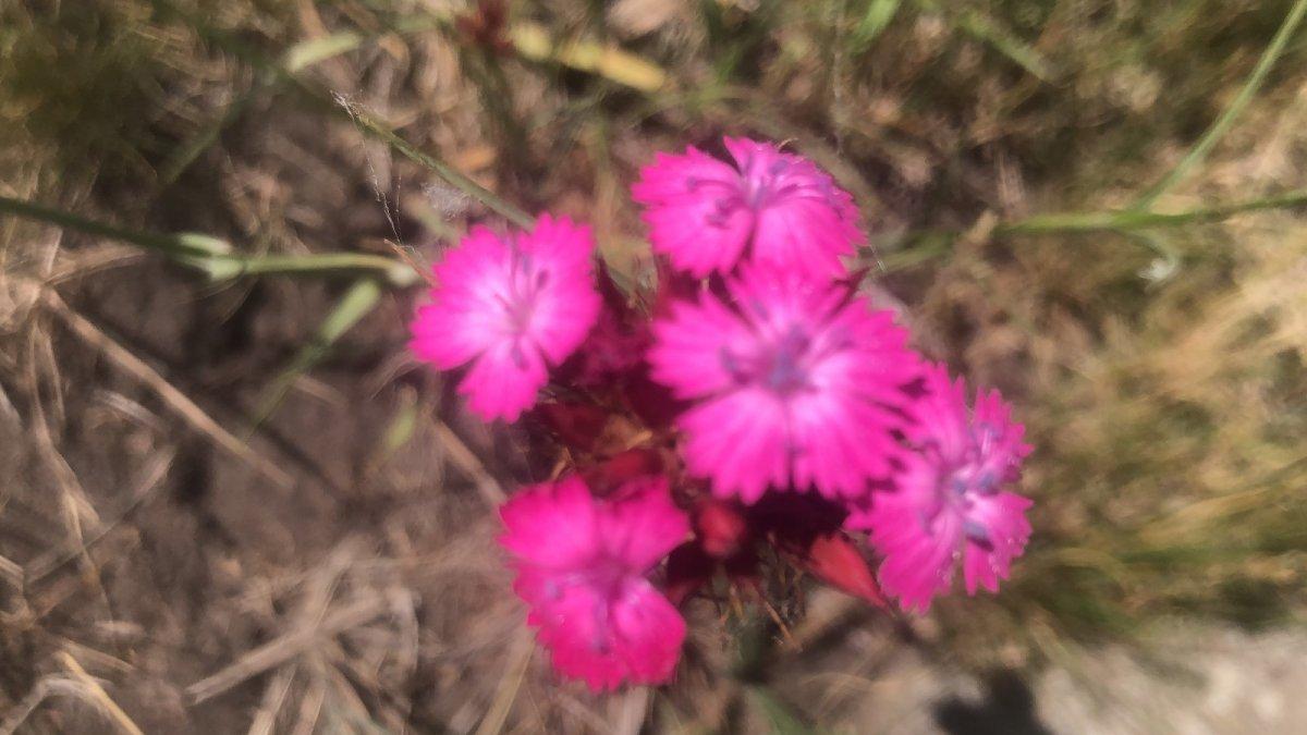 Kars tarlalarını sarı çiçekler sardı