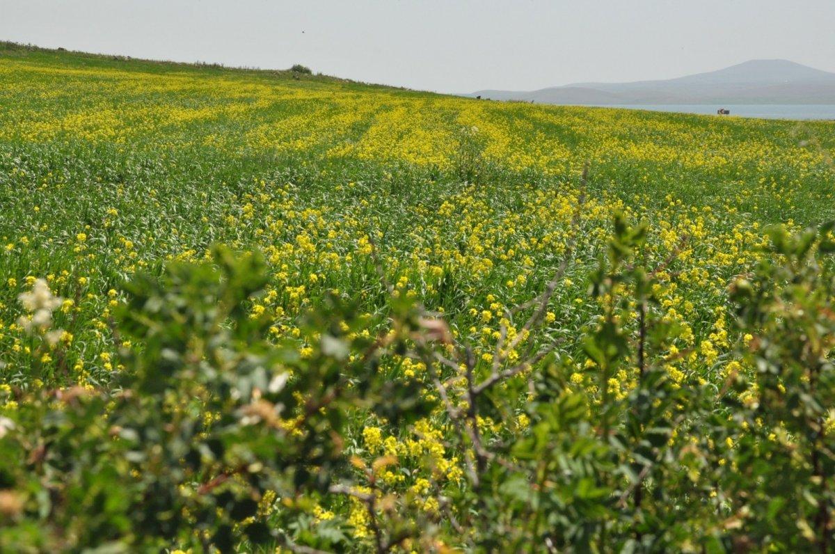 Kars tarlalarını sarı çiçekler sardı