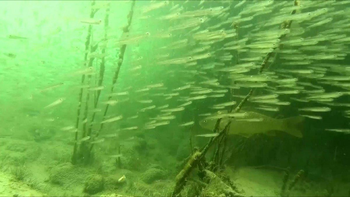 Sivas'ta efsanelere konu olan Tödürge Gölü koruma altına alındı