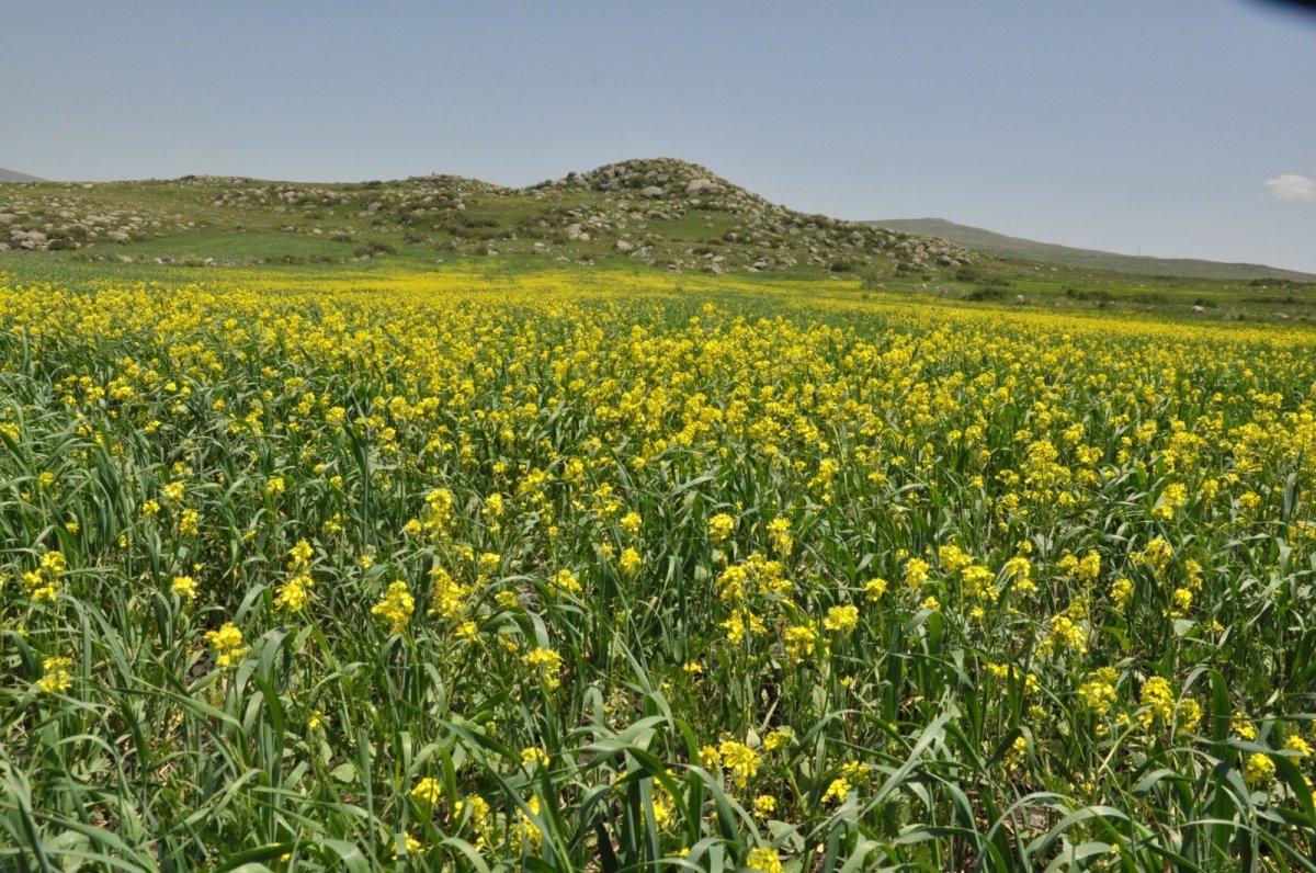 Kars tarlalarını sarı çiçekler sardı
