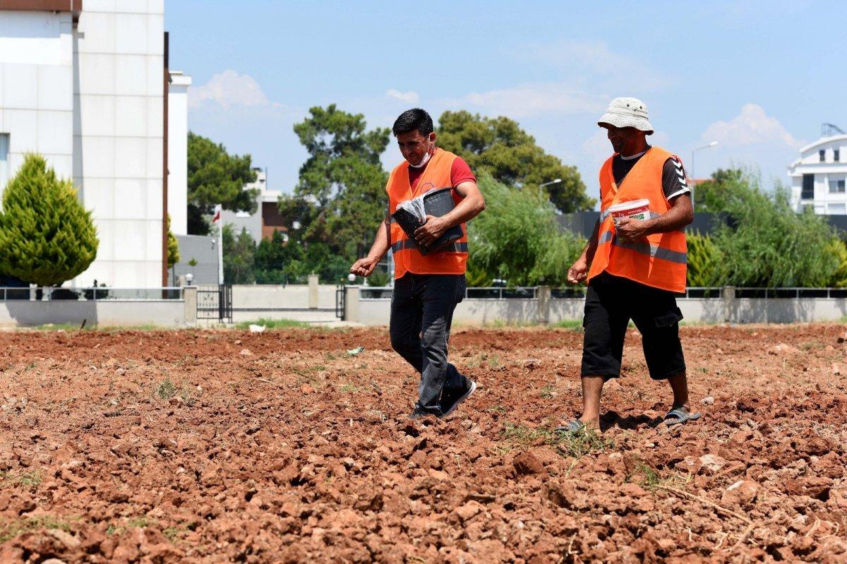 Antalya, Muratpaşa'da susam tarımı başladı