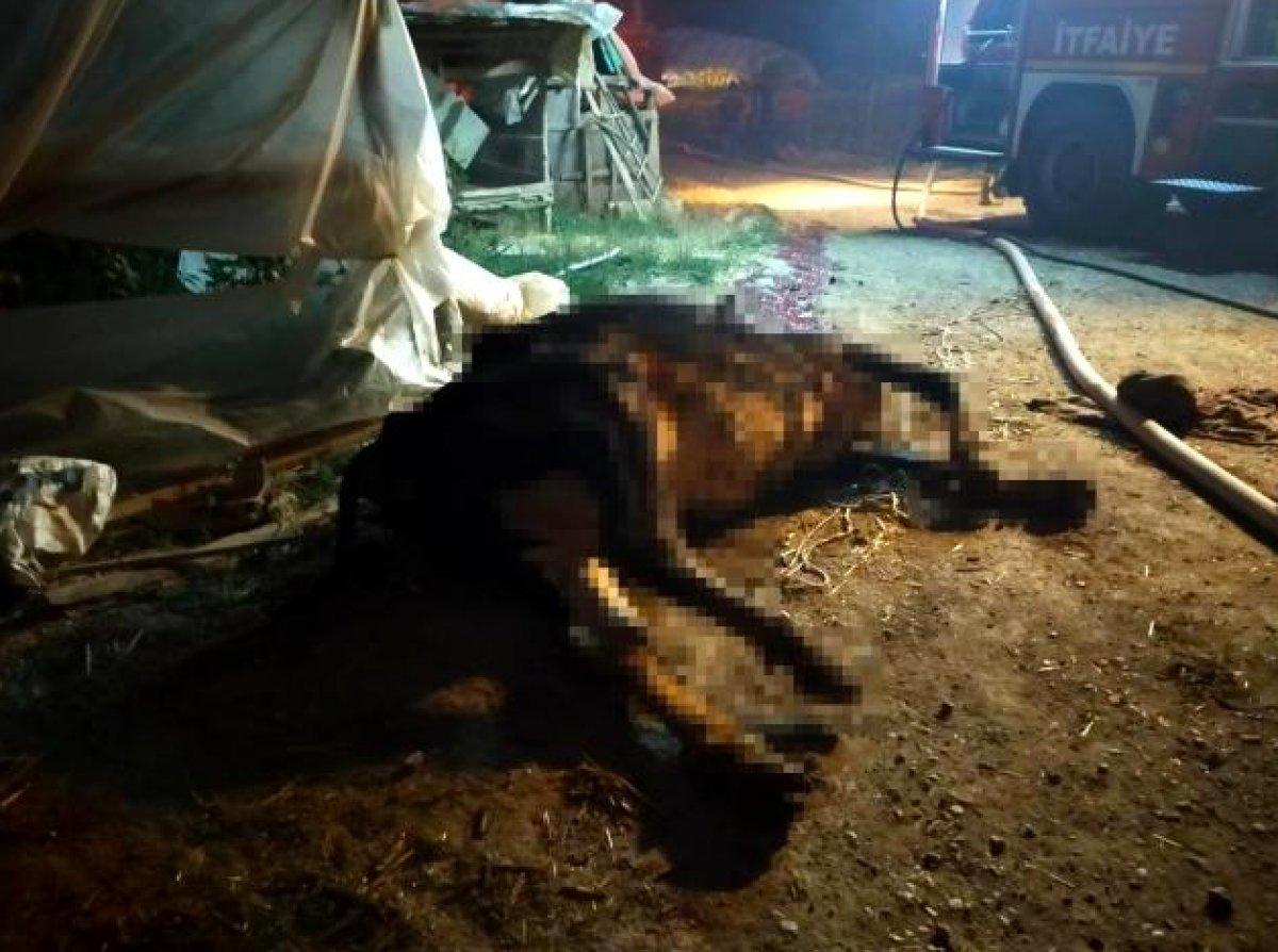 Denizli'de besihanede yangın çıktı: 22 büyükbaş hayvan telef oldu