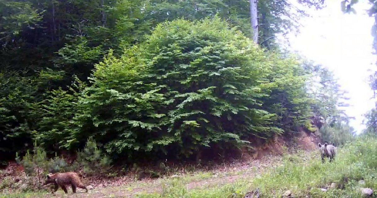 Bolu'da fotokapanla, yaban hayatı çekildi