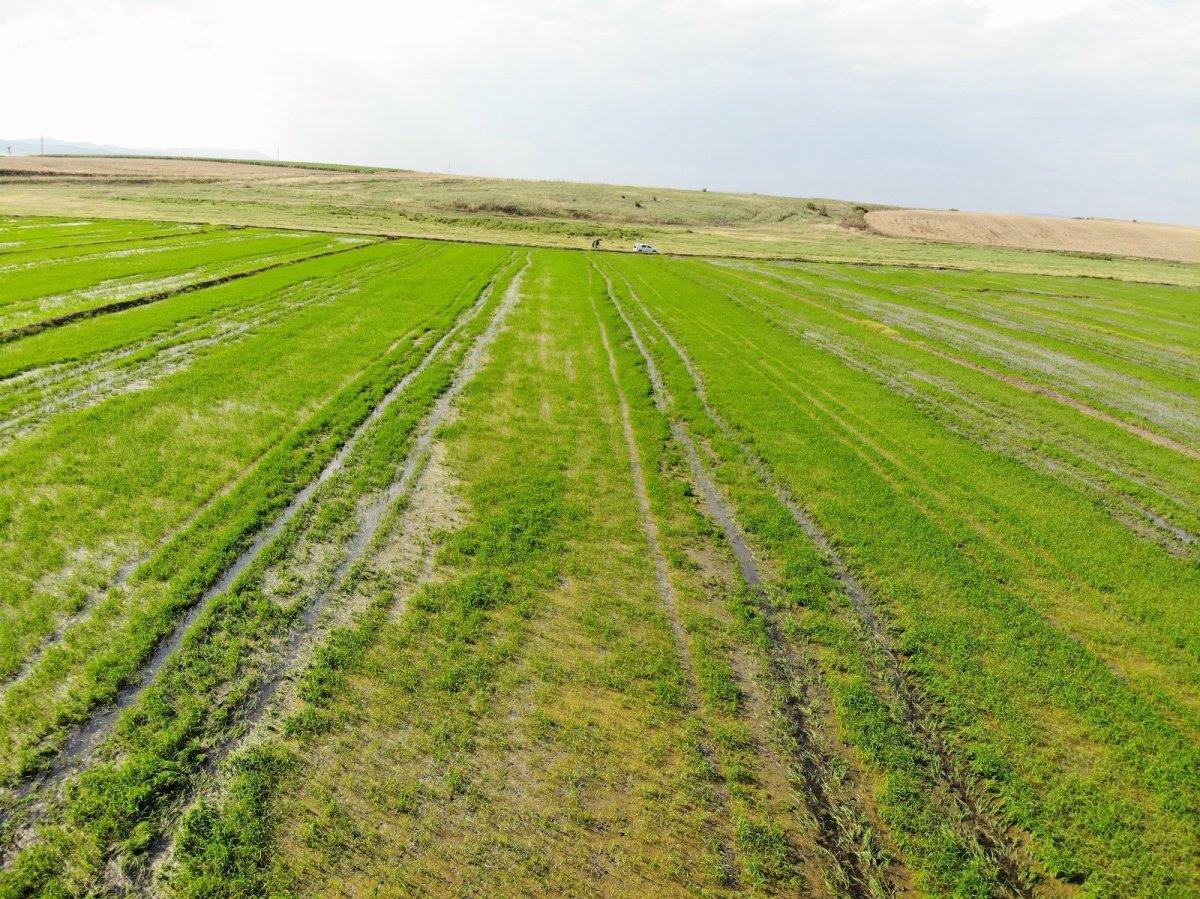 Edirne'de yağışlar çiftçiyi memnun etti