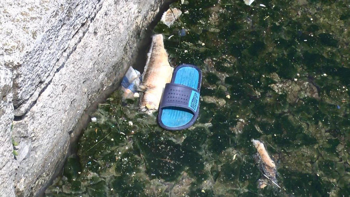 Büyükçekmece Gölü'nde ölü balıklar kıyıya vurdu