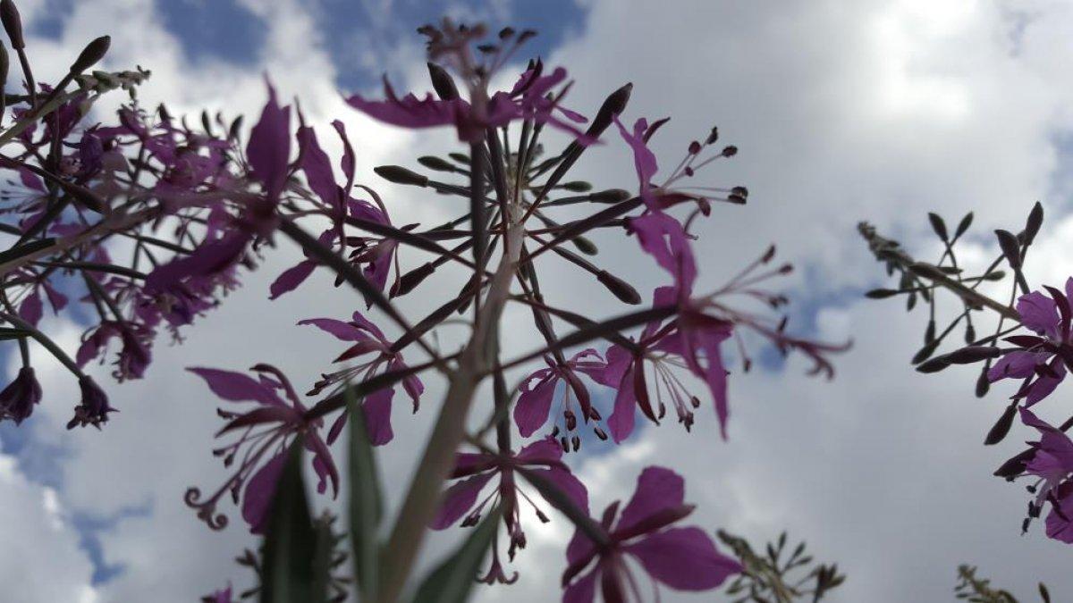 Nemrut Krater Gölü çevresinde açan çiçeklerle renklendi