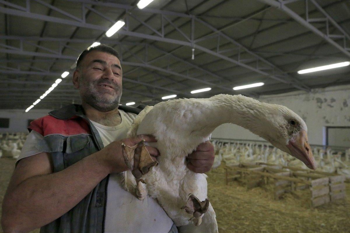 Kaz üretimi devlet desteği ile arttı