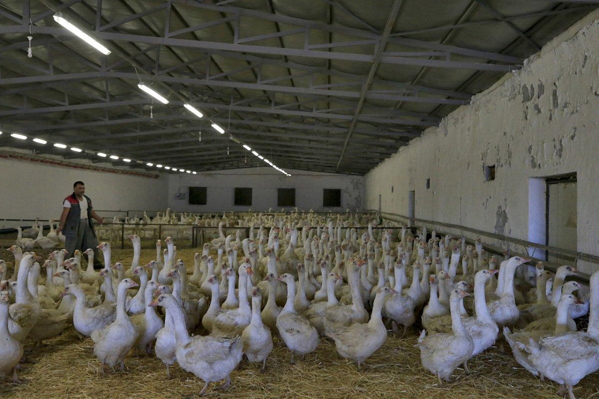 Kaz üretimi devlet desteği ile arttı