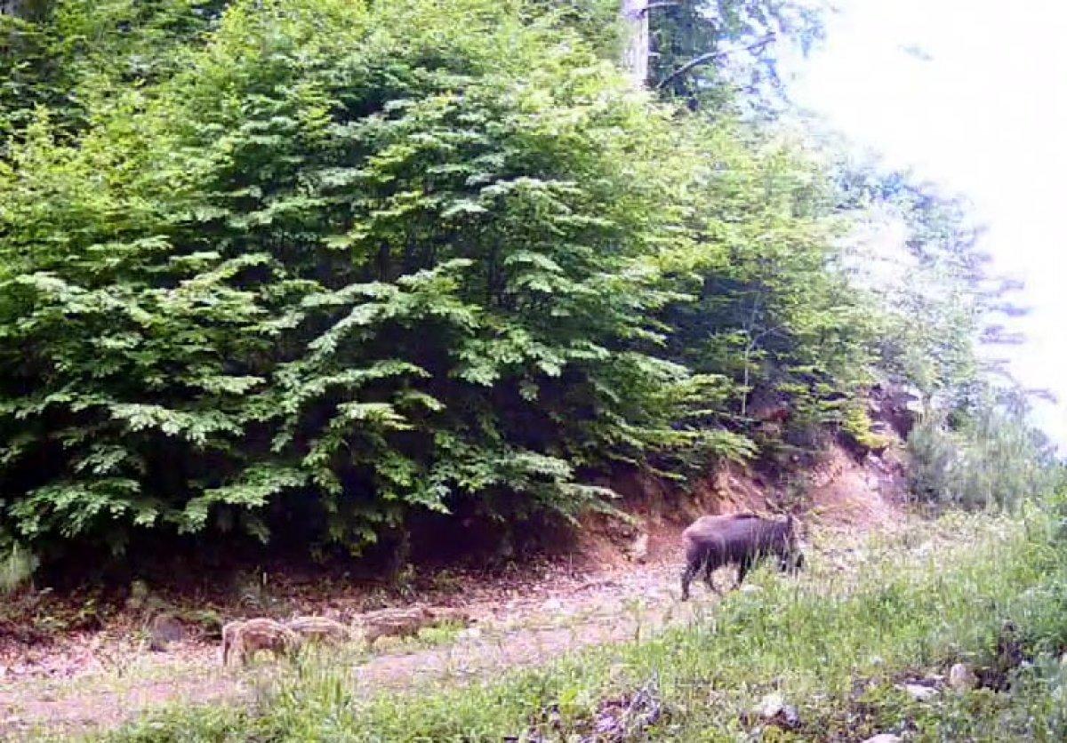 Bolu'da fotokapanla, yaban hayatı çekildi