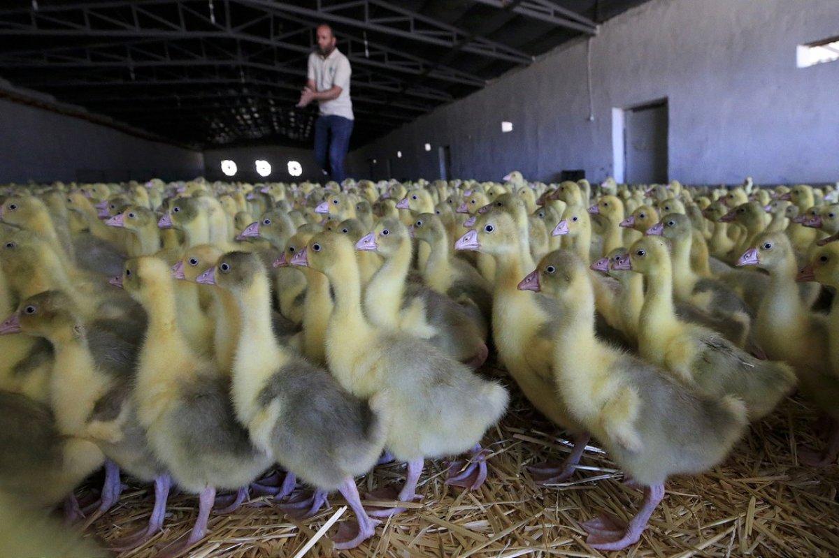 Kaz üretimi devlet desteği ile arttı