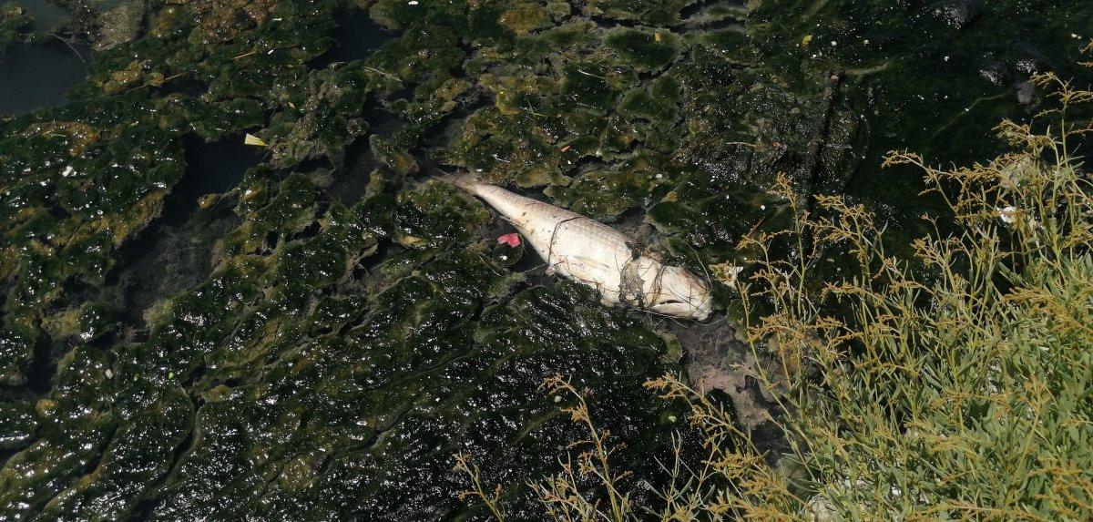 Büyükçekmece Gölü'nde ölü balıklar kıyıya vurdu