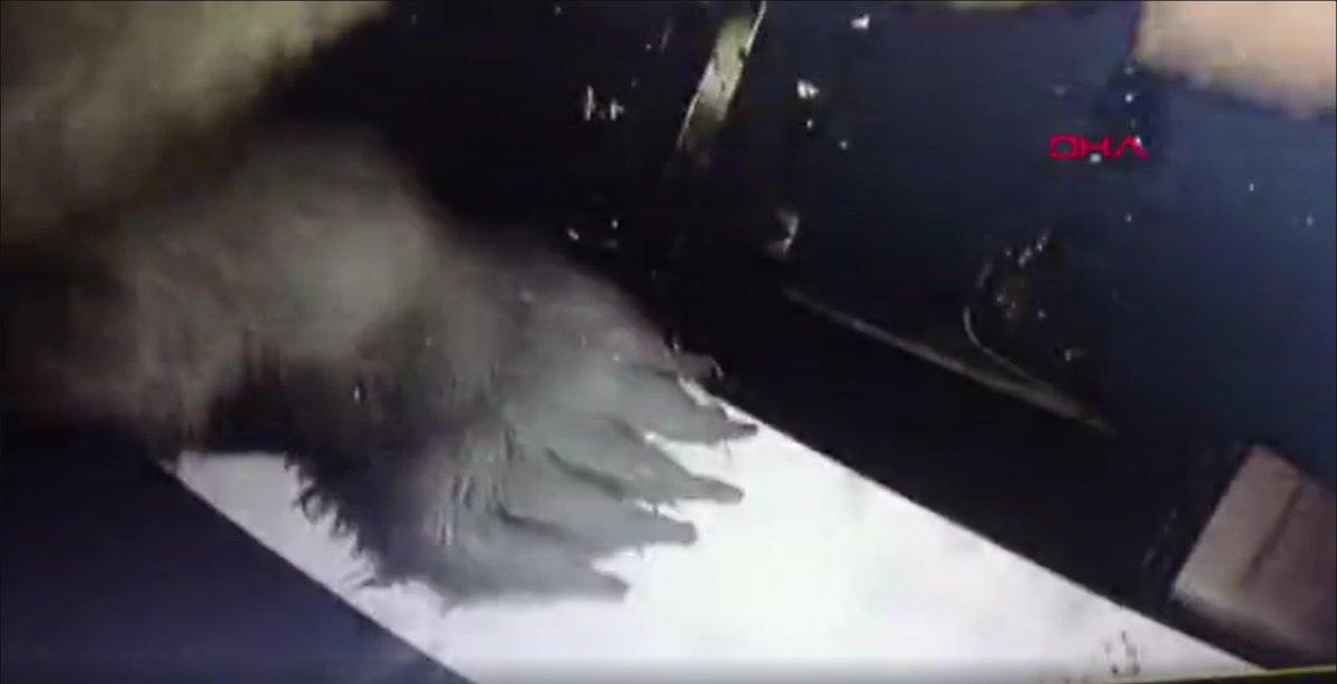 Trabzon’da alabalık tesisinin kapısını kıramayan ayı, pencereden girdi