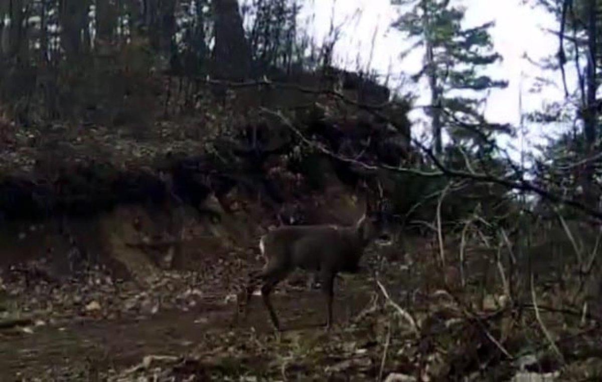 Bolu'da fotokapanla, yaban hayatı çekildi