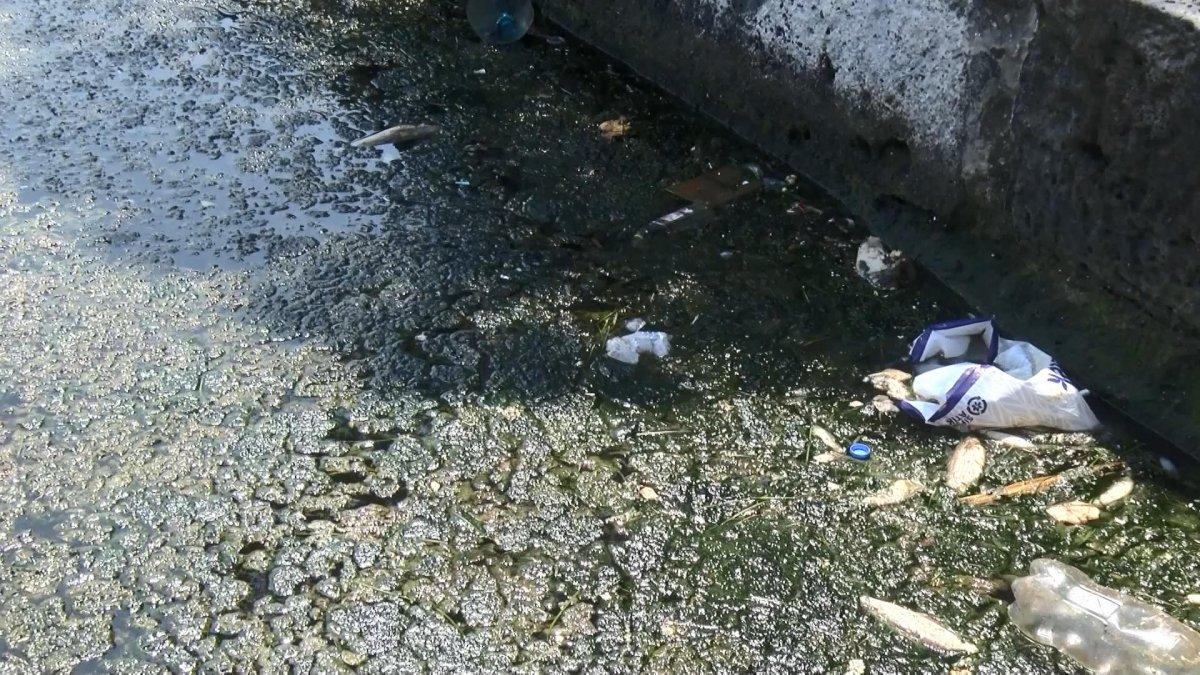 Büyükçekmece Gölü'nde ölü balıklar kıyıya vurdu