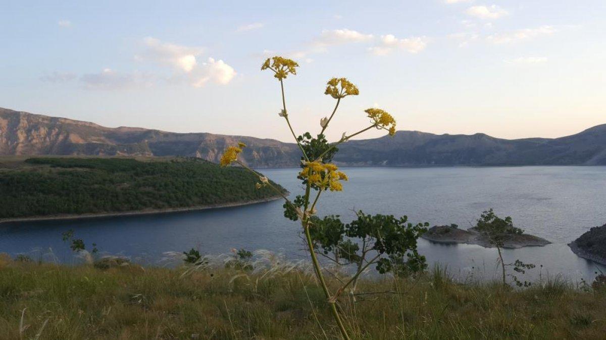 Nemrut Krater Gölü çevresinde açan çiçeklerle renklendi