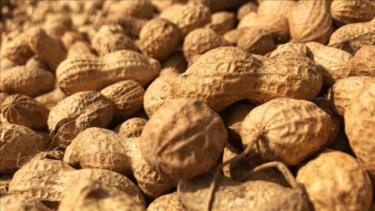 Kas kütlesini artıran 10 yiyecek