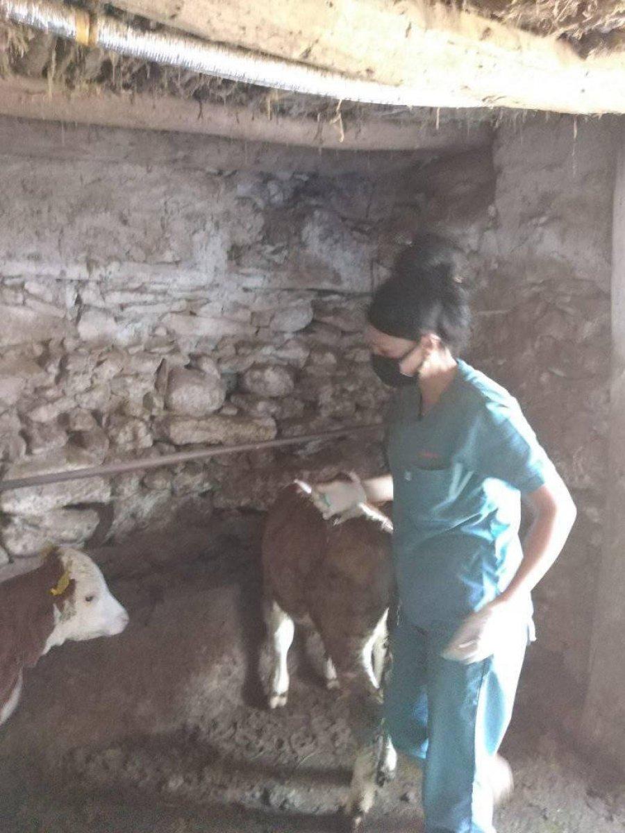 Kütahya'da büyükbaş hayvanlara yönelik faaliyetler devam ediyor