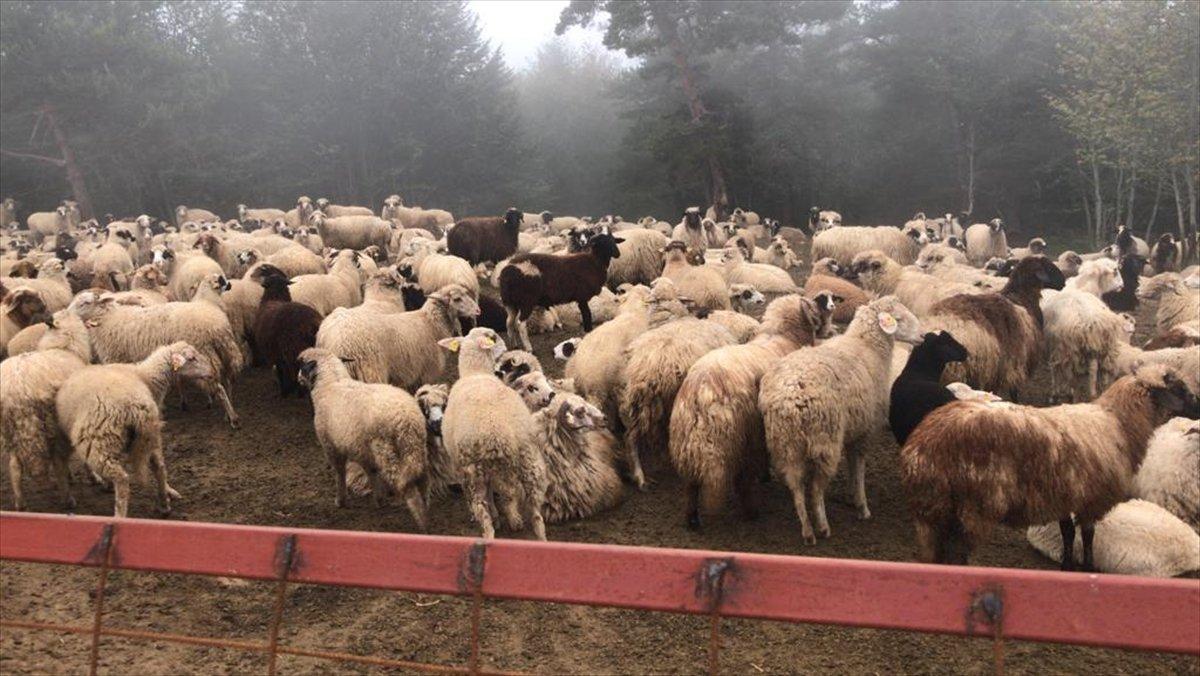 İstanbul'da 90 milyon liralık araba vurgunu