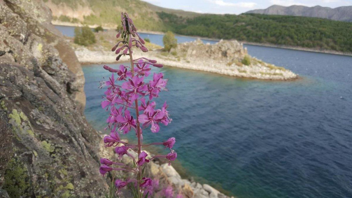 Nemrut Krater Gölü çevresinde açan çiçeklerle renklendi