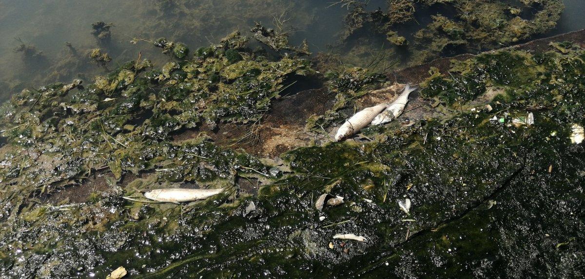 Büyükçekmece Gölü'nde ölü balıklar kıyıya vurdu