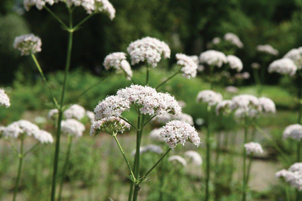 Yüksek tansiyonu düşürmek için 7 doğal içecek