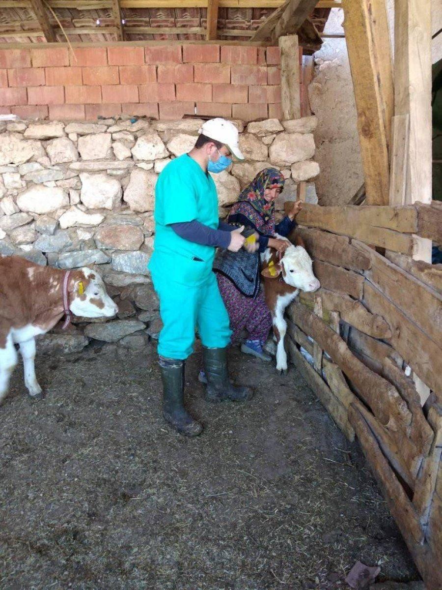 Kütahya'da büyükbaş hayvanlara yönelik faaliyetler devam ediyor