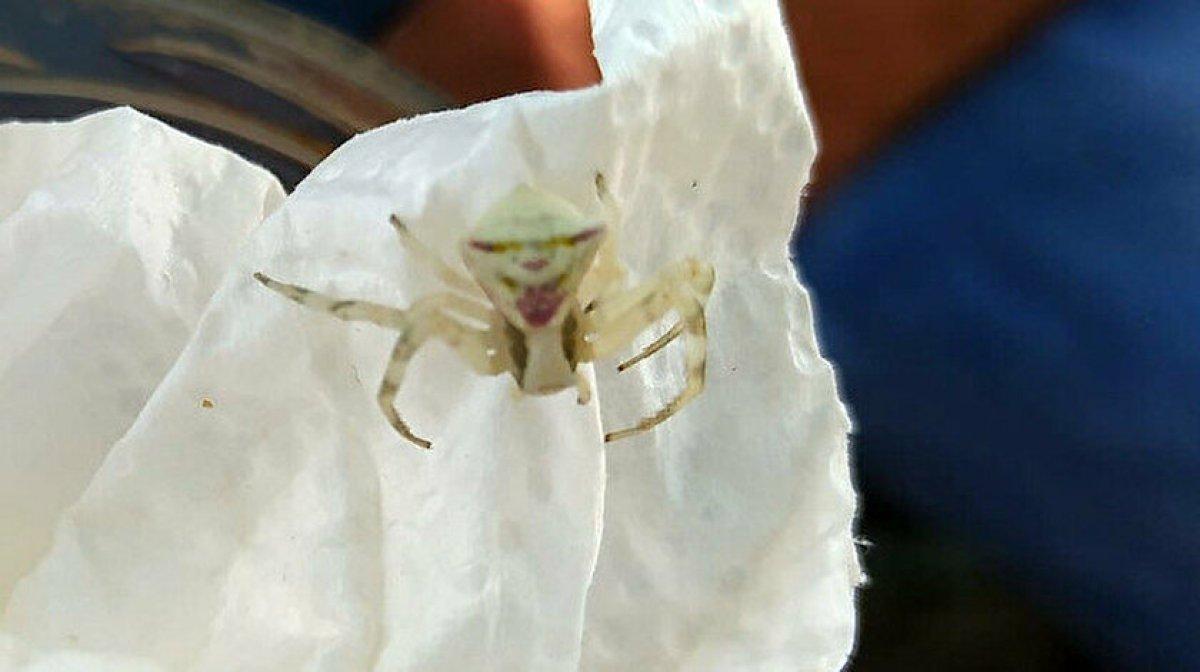 İnsan yüzlü örümcek (Thomisus Onustus) nedir?