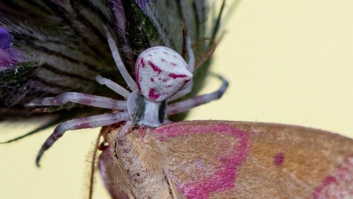 İnsan yüzlü örümcek (Thomisus Onustus) nedir?