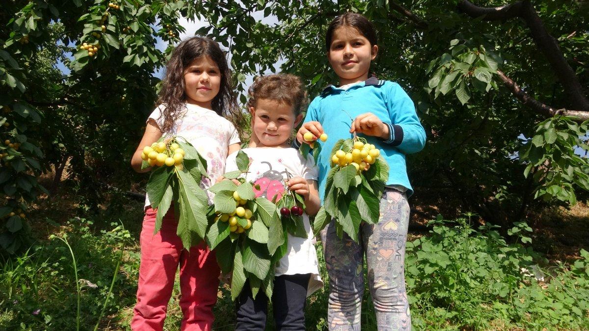 Mersin'de kiraz üreticisini sevindirdi