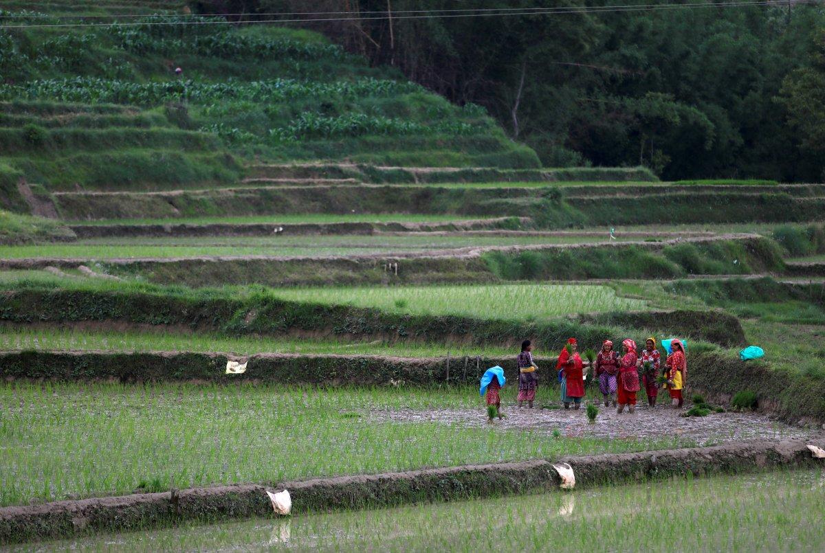 Nepal'de Ulusal Çeltik Günü kutlamaları