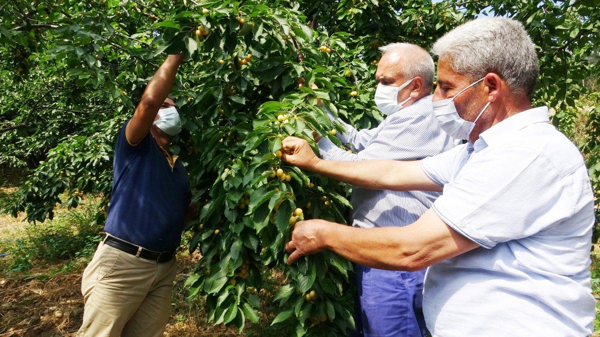 Mersin'de kiraz üreticisini sevindirdi