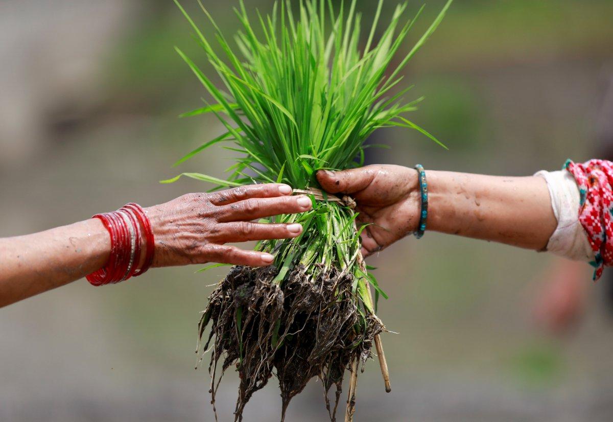 Nepal'de Ulusal Çeltik Günü kutlamaları