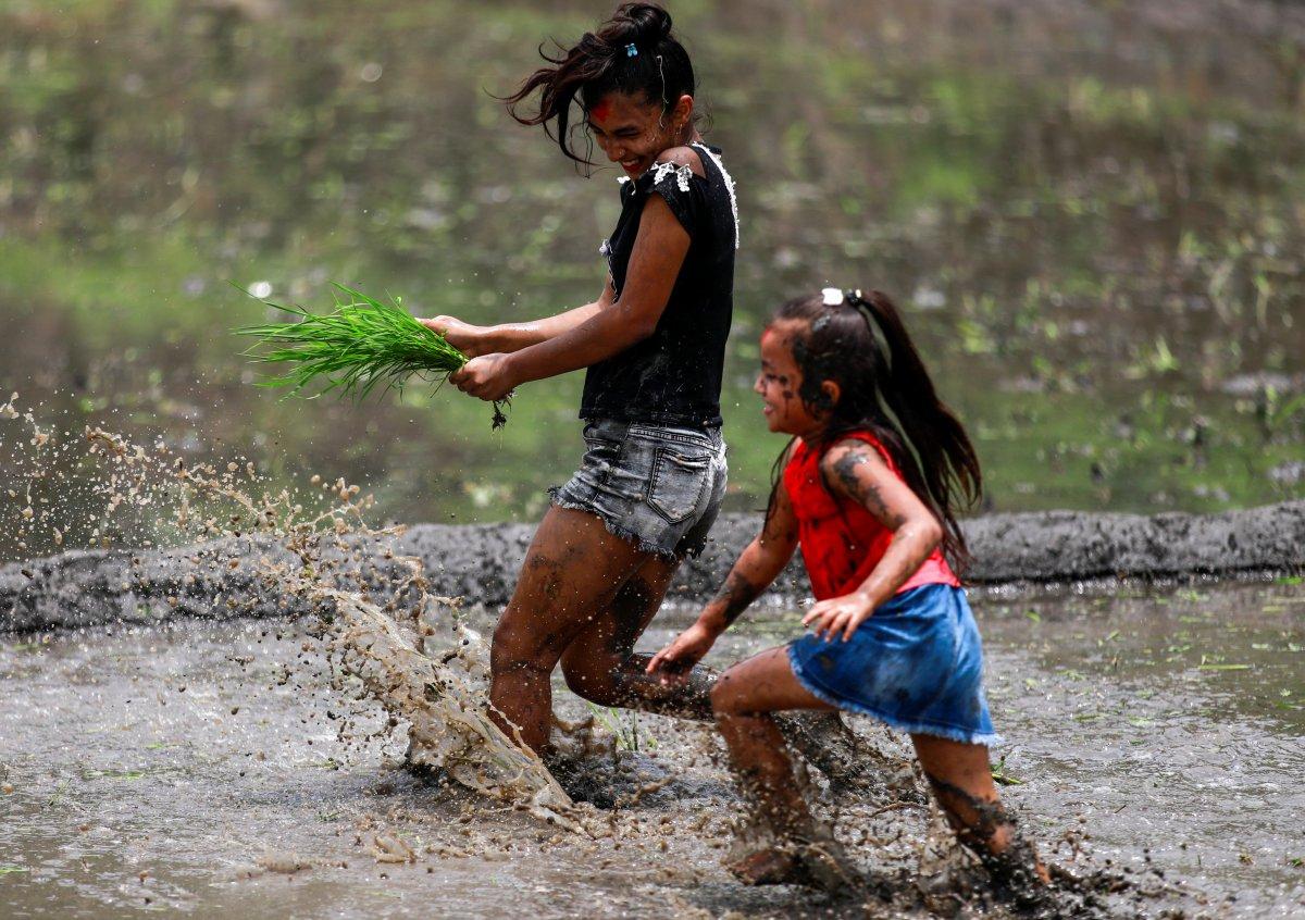 Nepal'de Ulusal Çeltik Günü kutlamaları