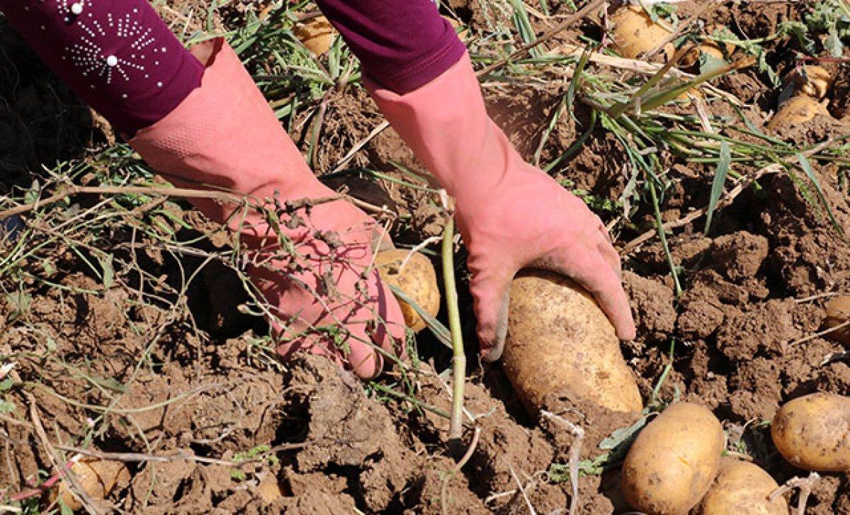 Patatesin sağlığa 7 faydası