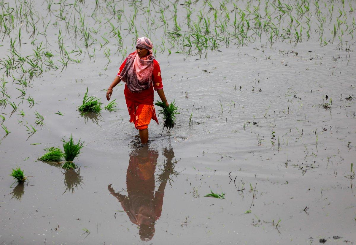 Nepal'de Ulusal Çeltik Günü kutlamaları