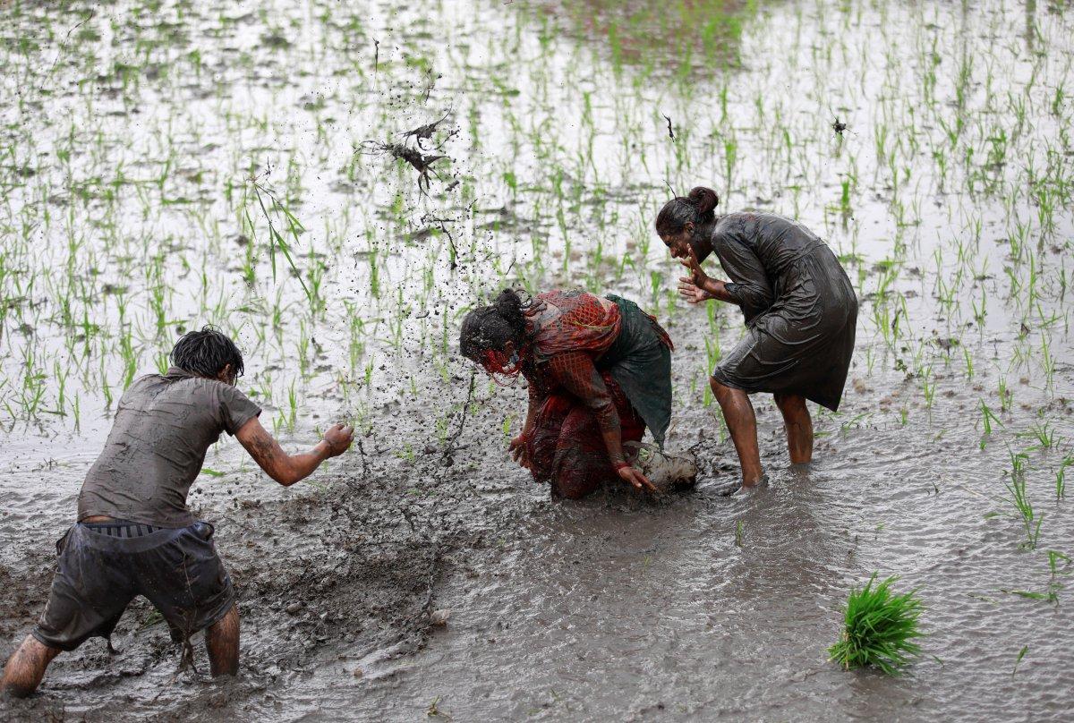 Nepal'de Ulusal Çeltik Günü kutlamaları