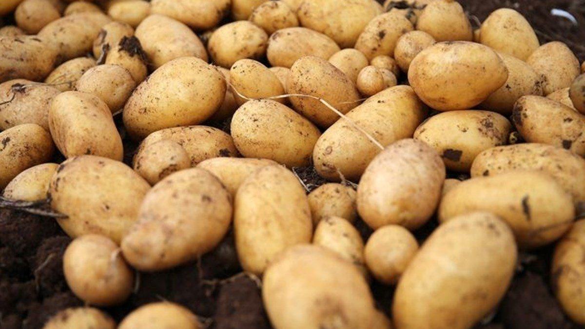 Patatesin sağlığa 7 faydası