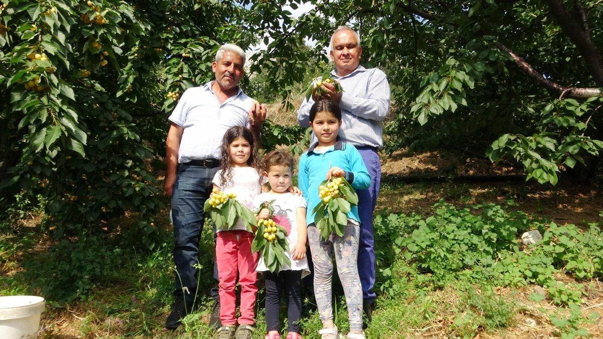 Mersin'de kiraz üreticisini sevindirdi