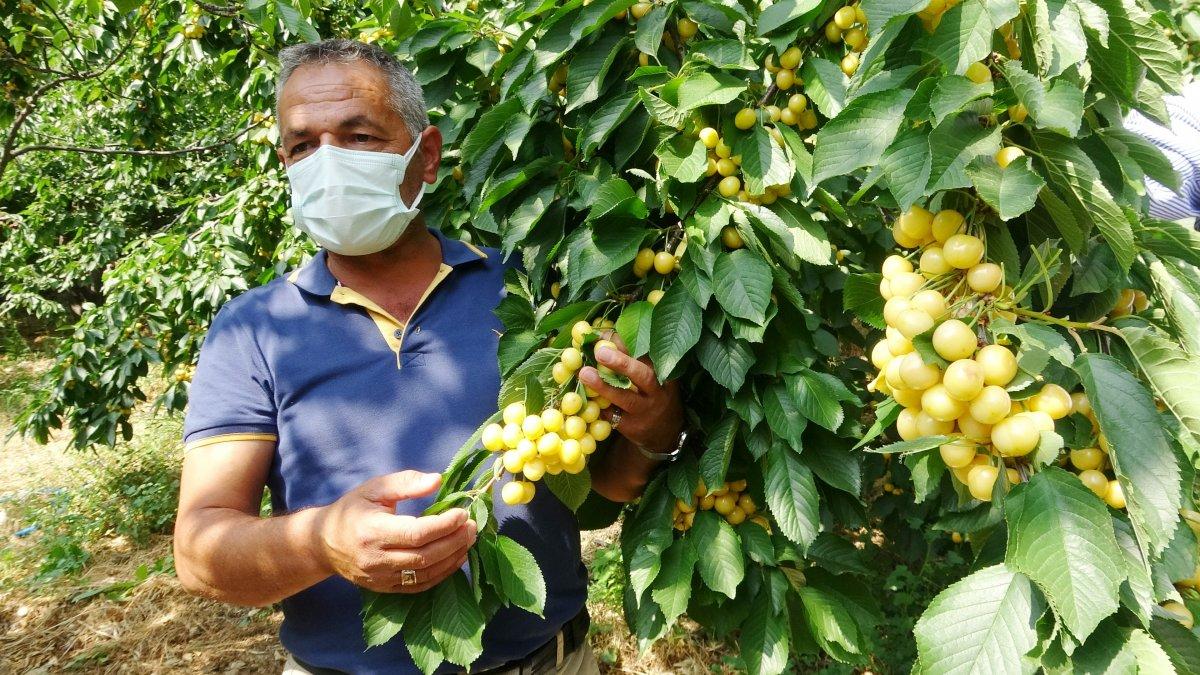 Mersin'de kiraz üreticisini sevindirdi