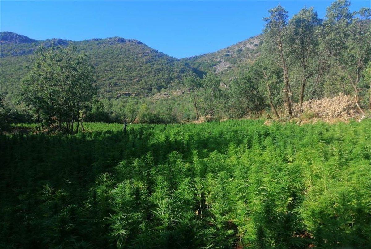 Diyarbakır'da yaklaşık 1 buçuk milyon kök Hint keneviri ele geçirildi