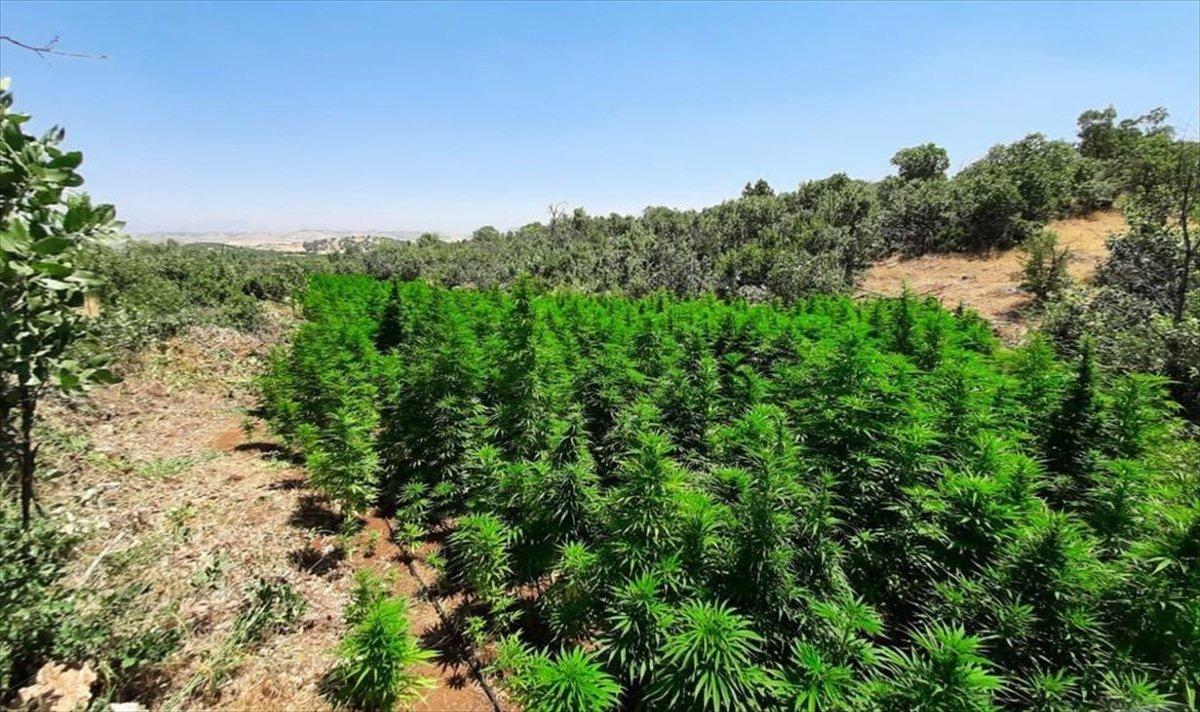 Diyarbakır'da yaklaşık 1 buçuk milyon kök Hint keneviri ele geçirildi